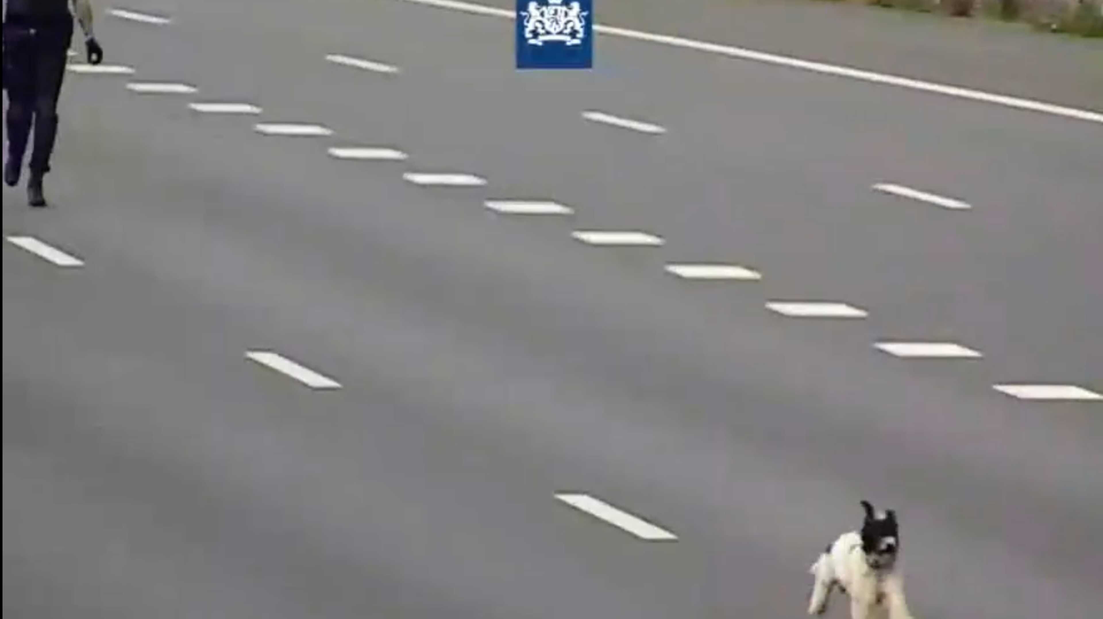 Verdwaalde hond rent A16 op, Drechttunnel in: agenten stoppen verkeer en zetten achtervolging in